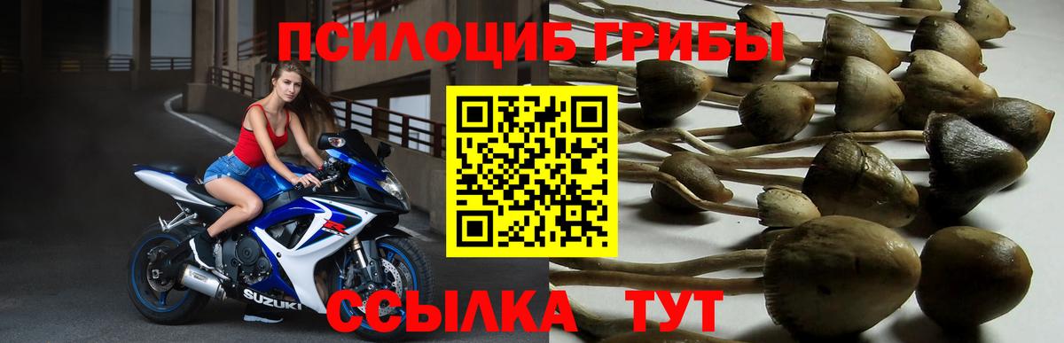 Подольск  Галлюциногенные грибы Cubensis  что такое   Вход с VPN 
